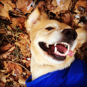 Copper enjoying the leaves in NY
