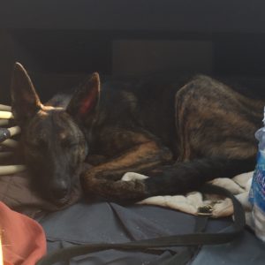 Scout after a long day of training at Baden K9