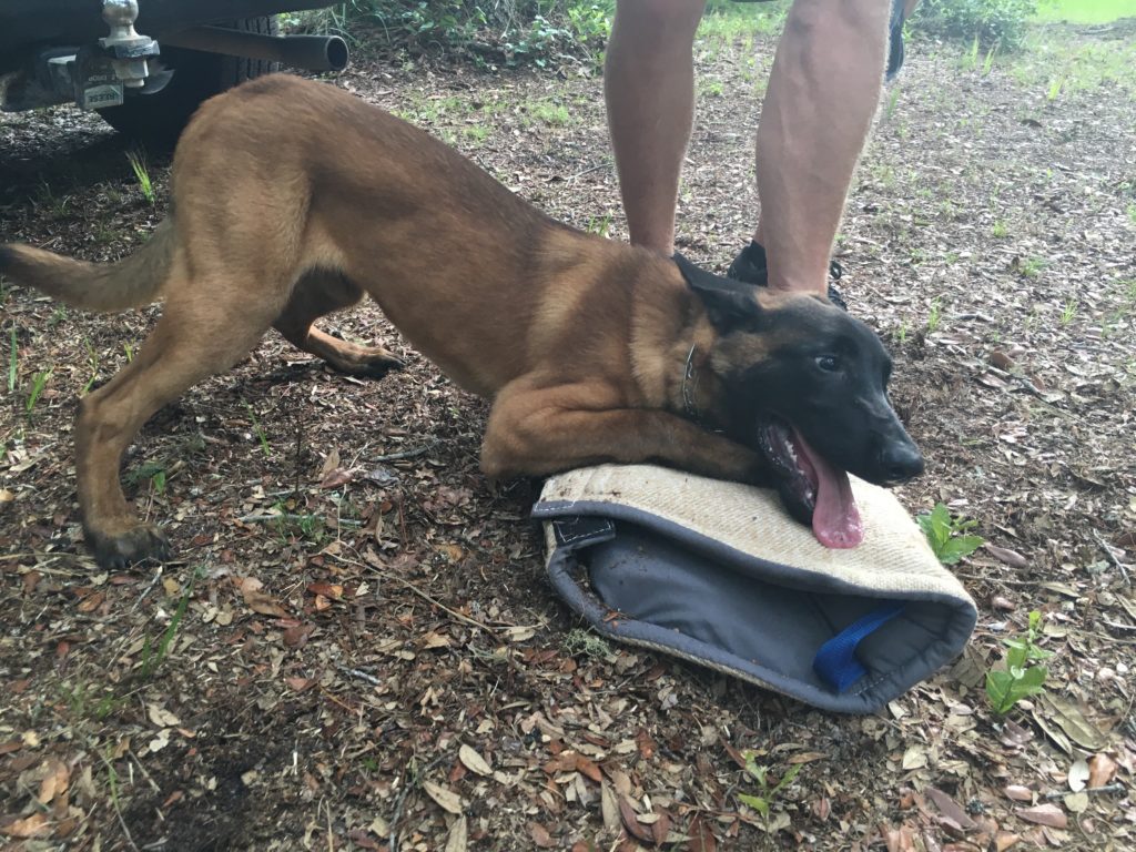 Young four month old Belgian Malinois guarding his bite sleeve